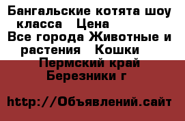 Бангальские котята шоу класса › Цена ­ 25 000 - Все города Животные и растения » Кошки   . Пермский край,Березники г.